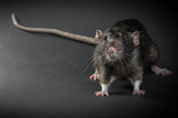 Professionnel pour se débarrasser d’un rat dans un commerce à Montbrison