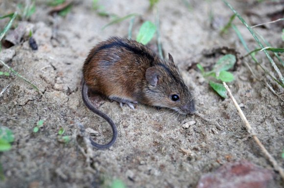Traitement et pièges contre les souris par entreprise de dératisation à Montbrison