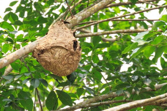 Entreprise pour la destruction de nid de frelon asiatique dans une maison à Saint-Etienne