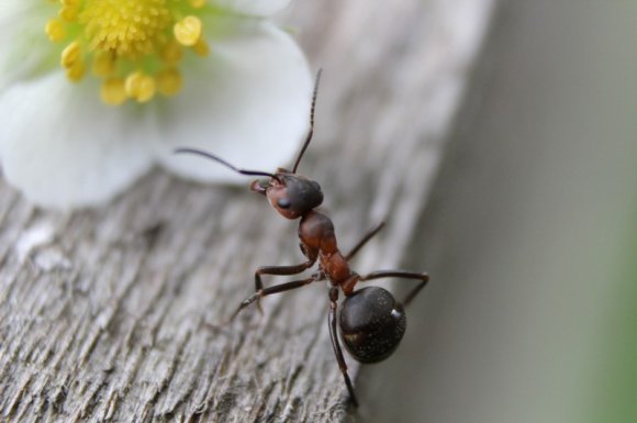 Se débarrasser des fourmis Saint-Étienne 