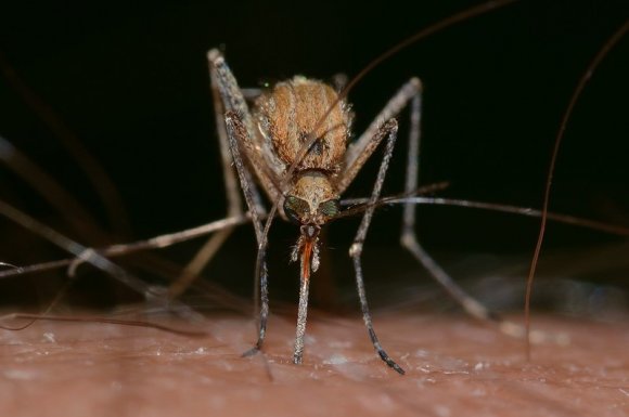 Se débarrasser des moustiques Saint-Étienne 