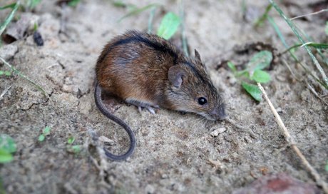 Traitement et pièges contre les souris par entreprise de dératisation à Montbrison