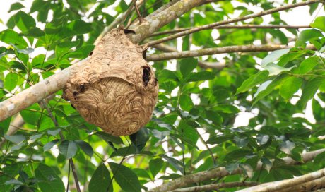 Entreprise pour la destruction de nid de frelon asiatique dans une maison à Saint-Etienne