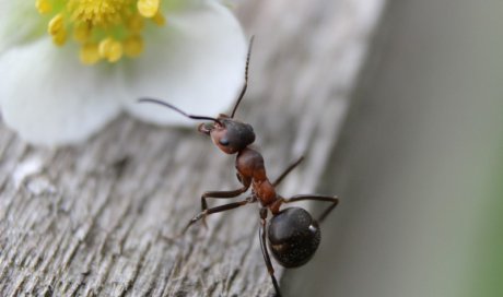 Se débarrasser des fourmis Saint-Étienne 
