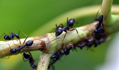 Se débarrasser des fourmis Saint-Étienne