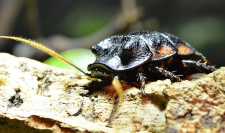 Exterminer les cafards et les blattes Saint-Étienne
