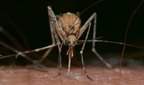 Se débarrasser des moustiques Saint-Étienne 