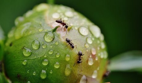 Se débarrasser des fourmis Saint-Étienne
